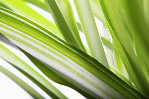 Ribbon: Spider plant