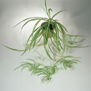 Rosette: Spider Plant