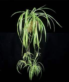 Rosette: Spider Plant