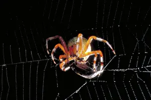 Wrapped: Spider & Prey