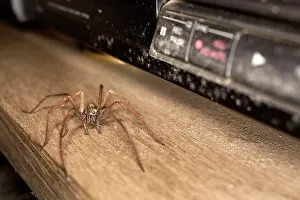 Shelves: Spider - on shelf