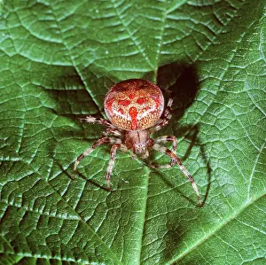 Karin Laub: SPIDER - Showing rare colour variation for species