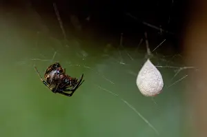 Webs: Spider Spider with egg sac on web Klungkung Bali Indo