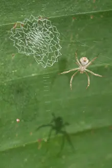 Argiope: Spider Spider with lace-like patterned web (stabiliment