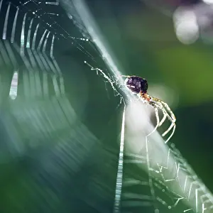 Silk: Spider in a spider web, Bonn, Germany, Europe
