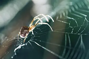 Silk: Spider in a spider web, Bonn, Germany, Europe