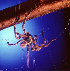 Spinning: SPIDER - Spinning web