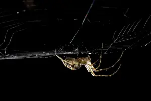 Araneae: Spider, Stanley Park, British Columbia