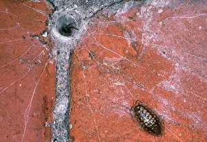Woodlice: SPIDER - in tube web, with woodlouse prey on trip wires