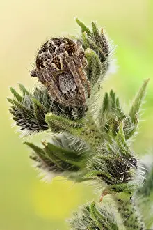 Stinging: A spider waiting for its pray on a stinging nett