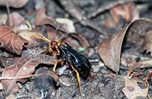 Wasps: SPIDER WASP