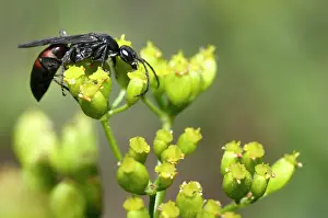 Gather: Spider Wasp (Agenioideus usurious) female in Anis