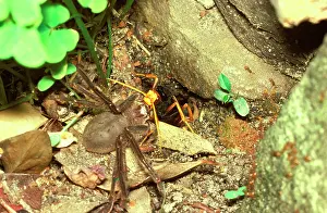 Dragging: Spider wasp - dragging her preferred prey, a huntsman