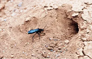 Wasps: SPIDER WASP - excavating nest