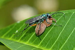 Arachnida: Spider Wasp with Jumping Spider prey