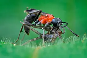 Wandering: Spider wasp (Pompilidae sp) catching wandering spider