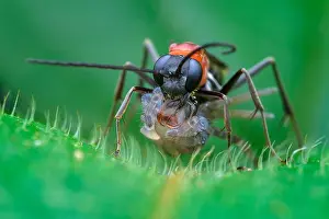 Wandering: Spider wasp (Pompilidae sp) catching wandering spider