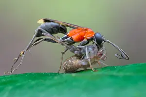 Wandering: Spider wasp (Pompilidae sp) catching wandering spider