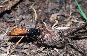 Wasps: SPIDER WASP - with prey
