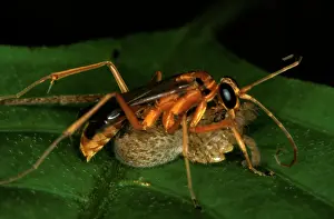 Removed: A spider wasp - has removed the legs of its spider