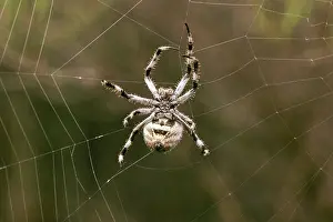Araneae: Spider Weaving Web