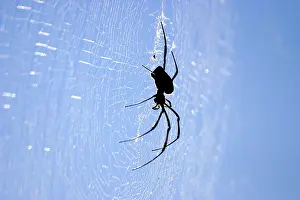 Nephila: Spider - on web