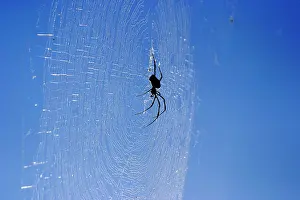 Nephila: Spider - on web