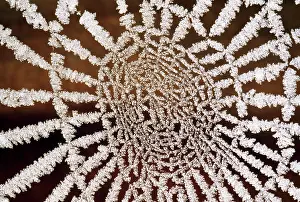 Spiderwebs: Spider Web -
