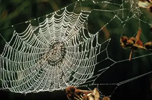 Spiderweb: Spider Web