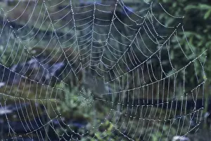 Spiderweb: Spider Web