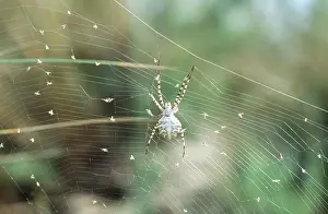 Trap: SPIDER - on web