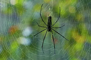 Tadoba: Spider and web