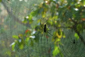 Tadoba: Spider and web