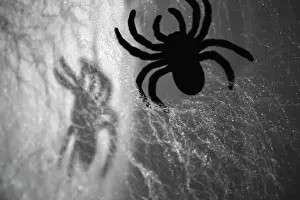Scary: Spider on web