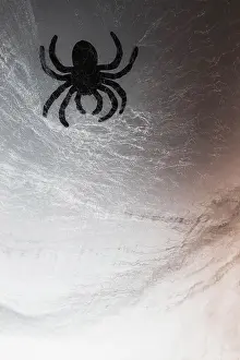 Scary: Spider on web
