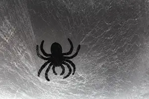 Scary: Spider on web