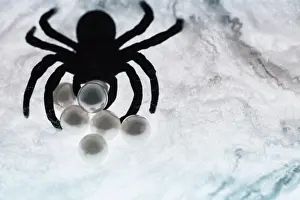 Scary: Spider on web
