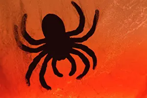 Scary: Spider on web