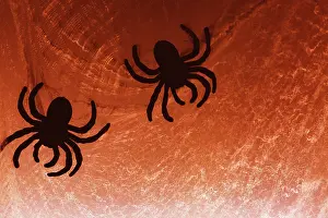 Scary: Spider on web