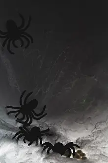 Scary: Spider on web