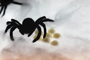 Scary: Spider on web