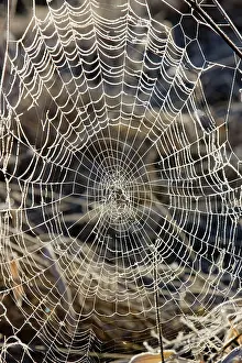 Circles: Spider Web and frost