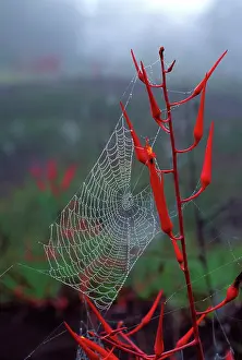 Cobwebs: Spider web in the mist