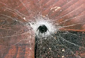 Florentina: Spider - in web with trip wires