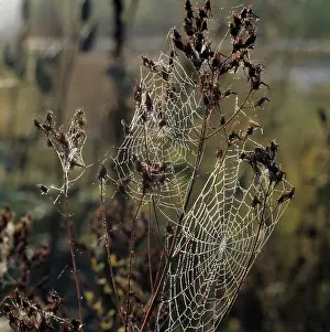 Webs: Spider Webs