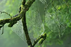 Creepy: Spider Webs on branch
