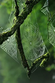 Creepy: Spider Webs on branch