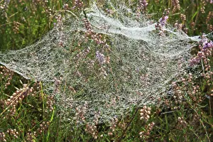Calluna: Spider webs with dew drops in Common Heather (Calluna