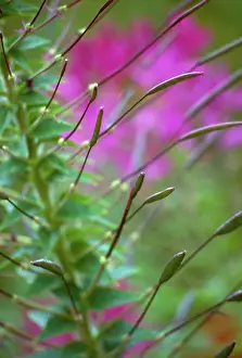 Hassleriana: Spiderflower