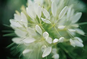 Hassleriana: Spiderflower